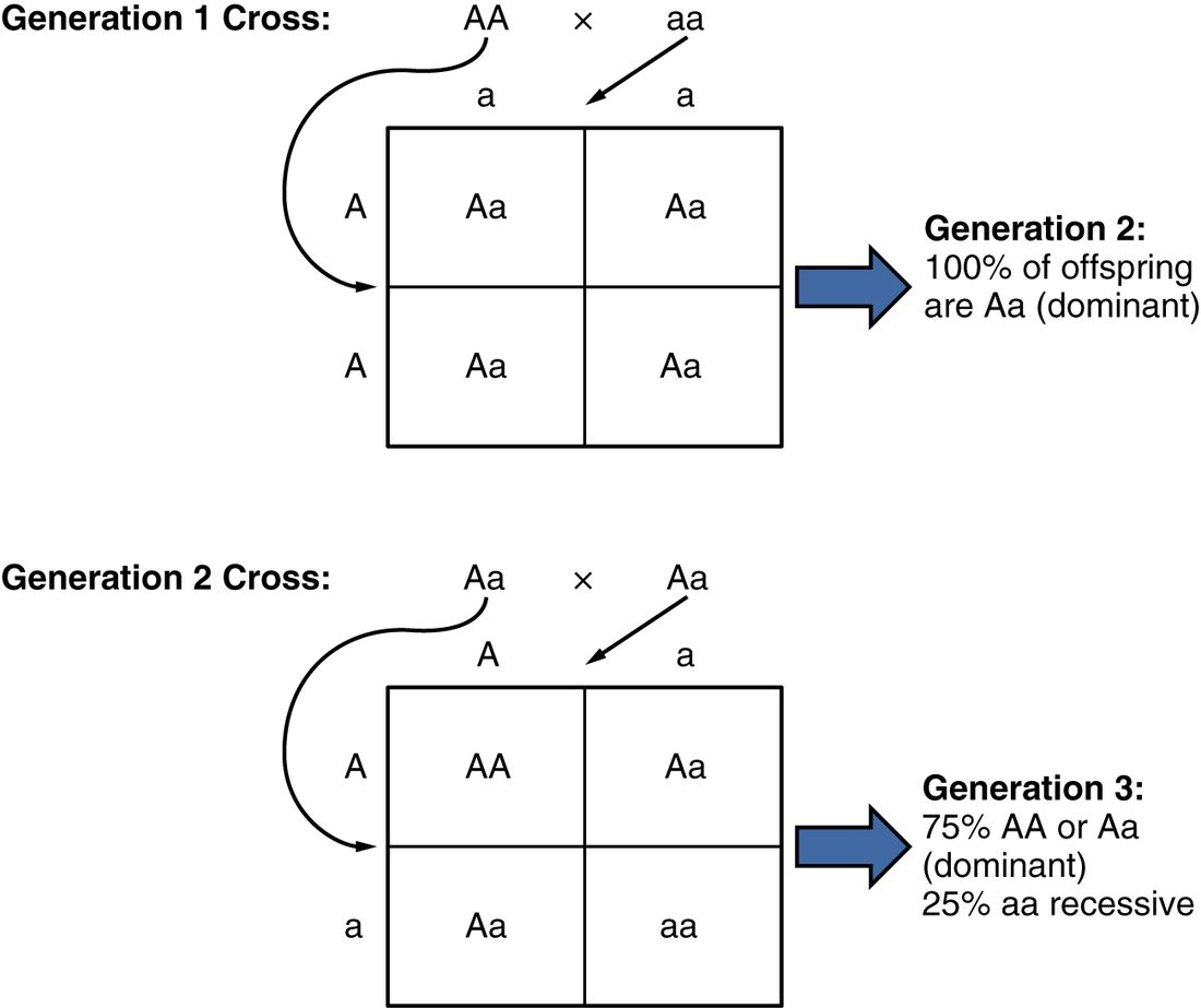 Two Punnett squares, one above the other. Top, labeled generation 1 cross: AA crossed with aa. The AA parent's A alleles run down the side and the aa parent's a alleles across the top; all four boxes read Aa, and an arrow leads to the note that all offspring in generation 2 are Aa, showing the dominant phenotype. Bottom, labeled generation 2 cross: Aa crossed with Aa, with A and a down the side and across the top. The boxes read AA, Aa, Aa and aa, and an arrow leads to the note that in generation 3, 75% are AA or Aa, showing the dominant phenotype, and 25% are aa, showing the recessive phenotype.