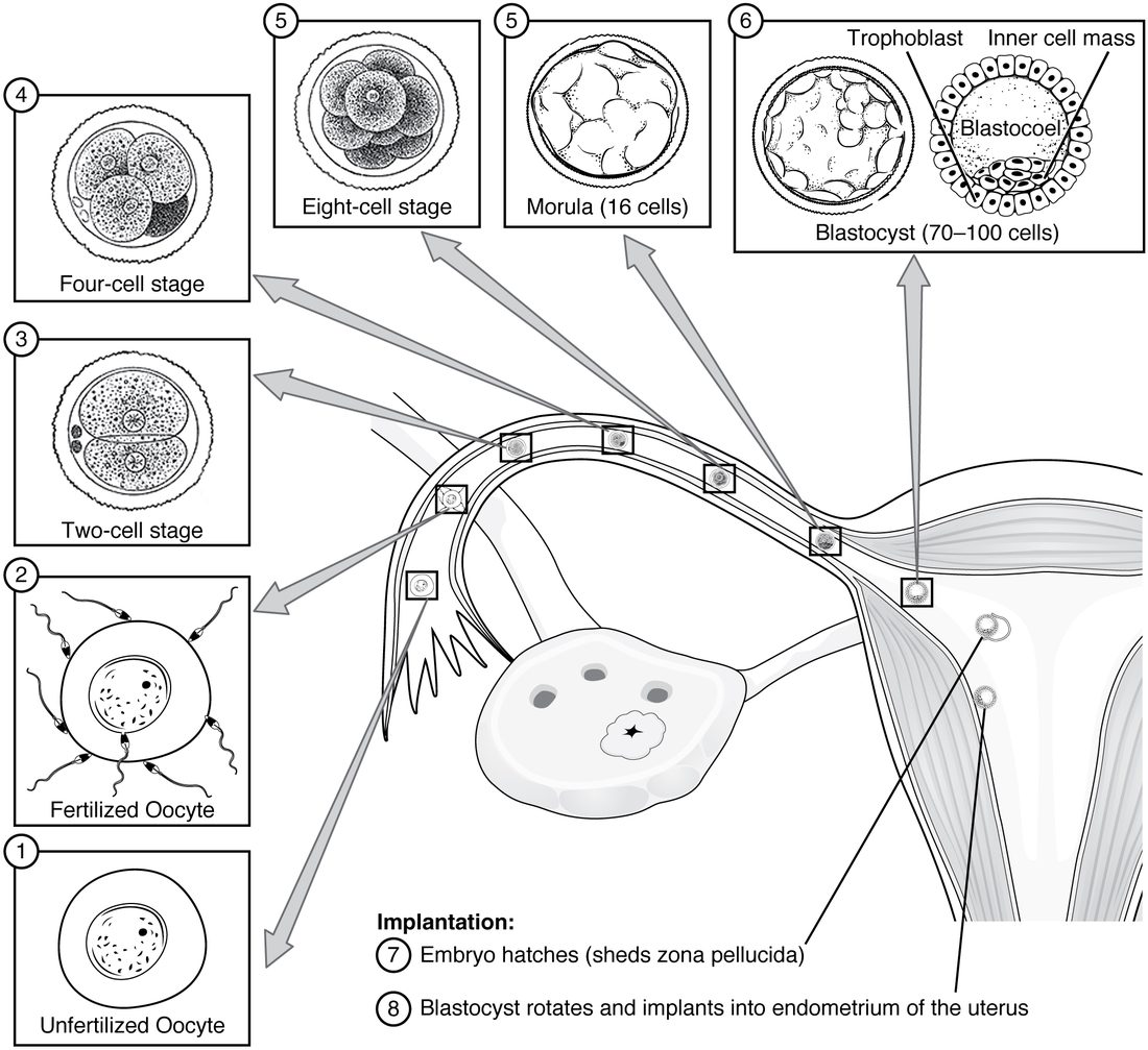 A drawing of an ovary, a uterine tube and part of the uterus, with seven numbered boxes (1 to 6, with 5 used twice) connected by arrows to points along the tube. Box 1, beside the ovary: an unfertilized oocyte. Box 2, in the outer tube: the oocyte surrounded by sperm. Boxes 3 to 5, farther along the tube: two cells, four cells, eight cells, and then a solid ball of about 16 cells. Box 6, near the uterus: a hollow ball of cells shown whole and cut open, with an outer layer of flat cells, a cluster of cells inside at one end, and a fluid-filled space, labeled 70 to 100 cells. Notes 7 and 8 at the bottom: the embryo hatches from its coat, then rotates and implants in the uterine wall.