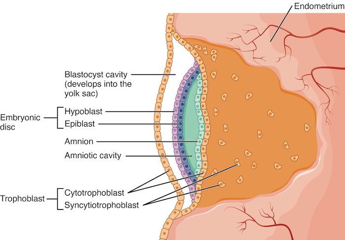 A cross-section of an embryo embedded in the uterine lining in the second week. A flat disc of two cell layers stands upright, a purple layer on the left and a blue layer on the right, between two spaces: a small cavity to its right lined by a thin membrane, and a larger cavity to its left. A thin layer of separate cells surrounds the whole embryo, and outside it a large orange mass without cell boundaries, with scattered nuclei, spreads into the uterine tissue, which contains blood vessels.