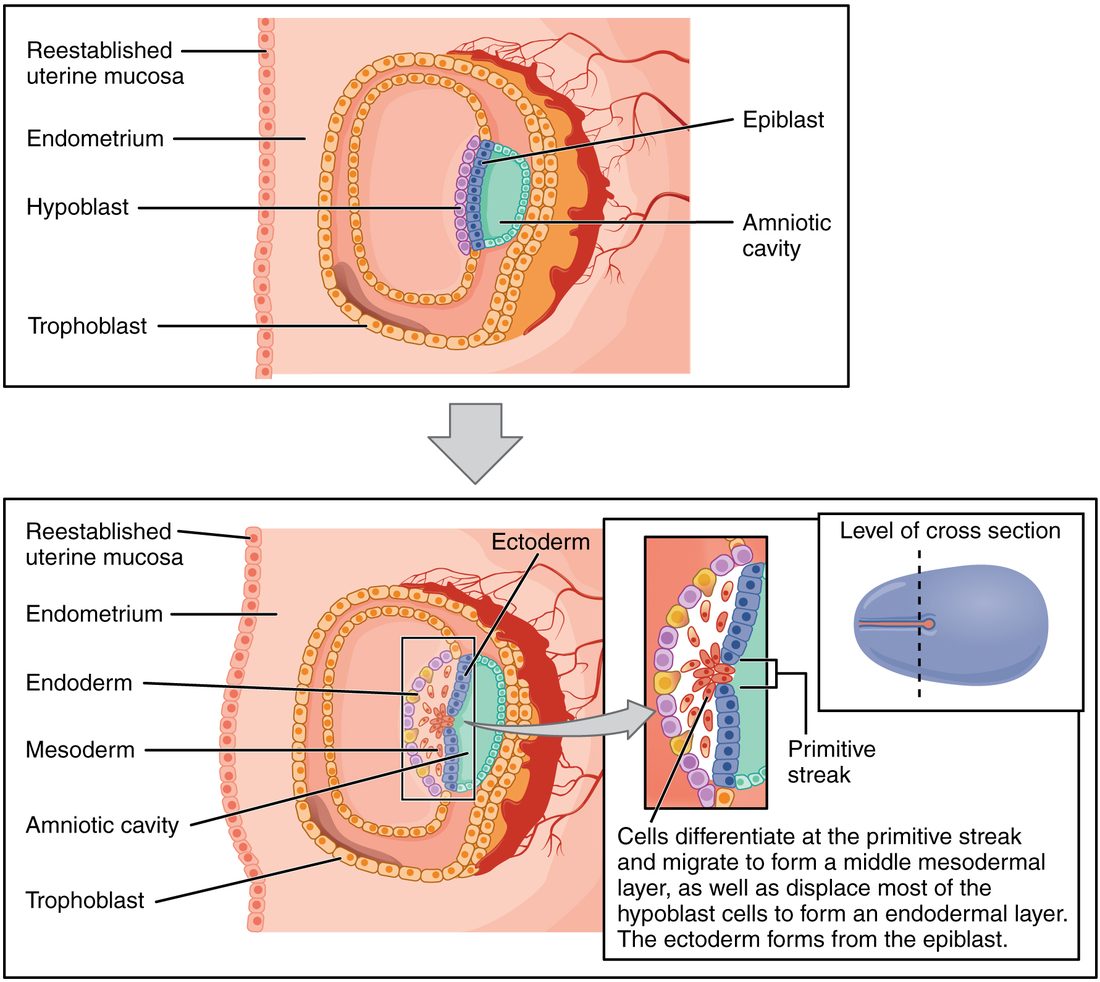 Two cross-sections of an implanted embryo in the uterine lining. Top: a two-layered disc standing upright, a purple layer on the left and a blue layer on the right, with a fluid space to its right, inside a larger sac ringed by an outer layer of cells. Bottom: the same embryo a few days later. A groove in the midline of the upper layer is enlarged in an inset, showing cells slipping down through the groove to form a new middle layer of red cells and to replace the lower layer, giving three layers. A small diagram shows where the section was cut across the oval disc.