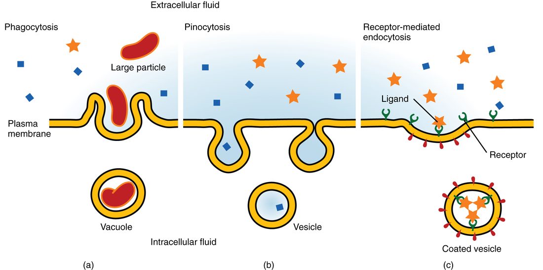 Three ways a cell takes material in by folding its plasma membrane around it. In the first, the membrane reaches around a large particle and encloses it. In the second, the membrane dips inward and pinches off a small pocket of extracellular fluid. In the third, particles bound to receptor proteins gather in a coated pit, which pinches off as a coated vesicle.
