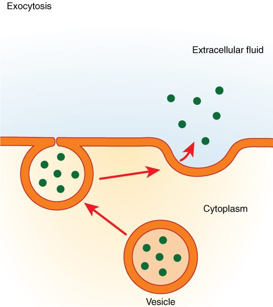 A vesicle inside a cell moves to the plasma membrane, its membrane merges with the plasma membrane, and its contents spill into the extracellular fluid.