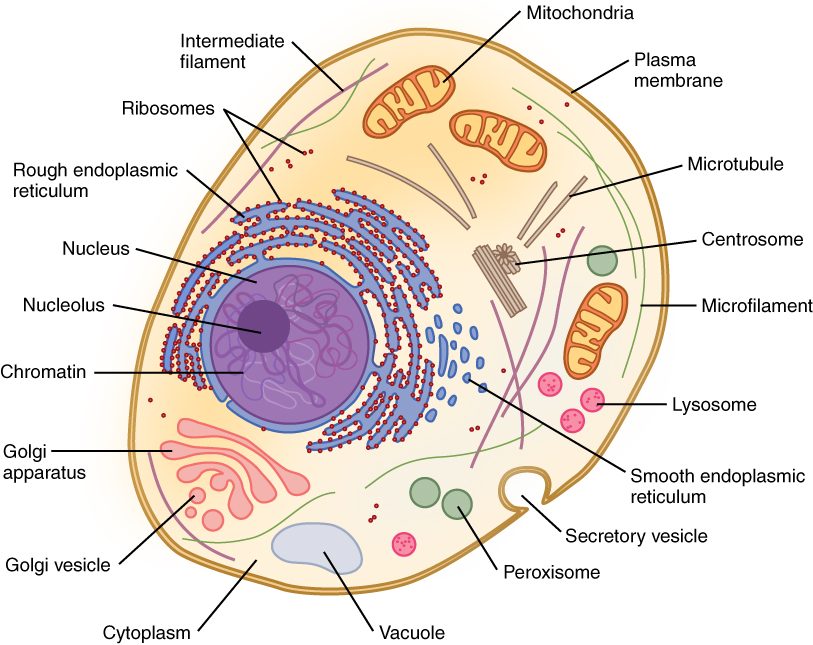 A cutaway drawing of a generalized human cell showing the plasma membrane, the nucleus, and the internal structures of the cytoplasm, including the endoplasmic reticulum, Golgi apparatus, mitochondria, lysosomes, peroxisomes, ribosomes and a pair of centrioles.