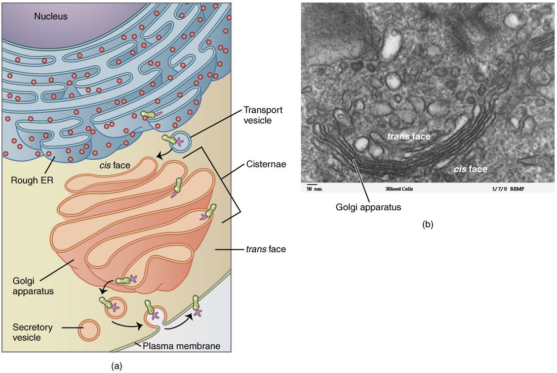 The Golgi apparatus drawn as a stack of flattened, curved membrane sacs, with small vesicles arriving on the side facing the endoplasmic reticulum and budding off the far side, beside an electron micrograph of the same stacked sacs.