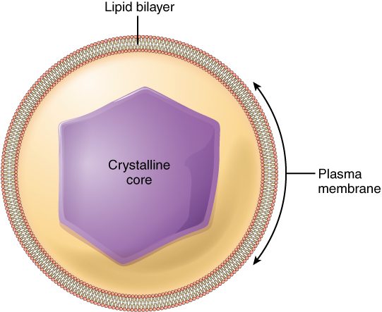A peroxisome drawn as a small round sac bounded by a single membrane, with a dense, crystal-like core of enzymes inside.