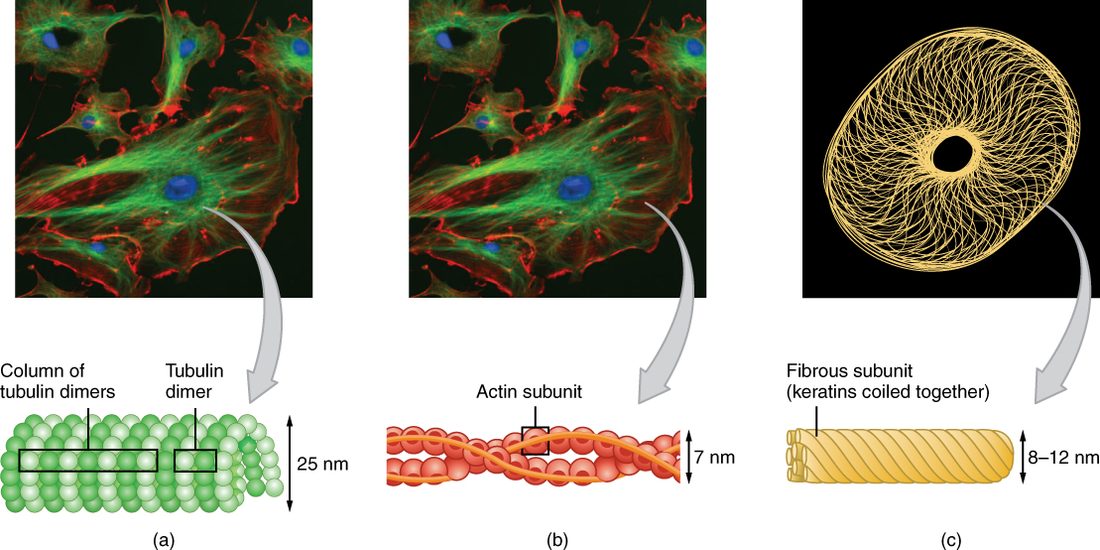 The three kinds of cytoskeleton fiber side by side: a hollow microtubule built from paired protein subunits, a thin microfilament made of two twisted strands of actin, and a rope-like intermediate filament made of many coiled protein strands.