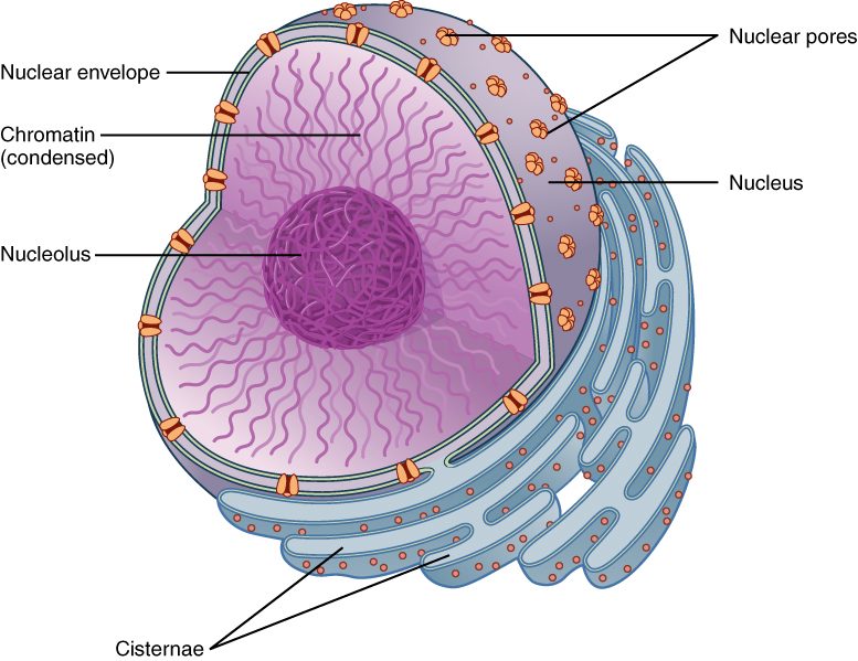 Cutaway drawing of a cell nucleus. A double-layered nuclear envelope, studded with pores, surrounds the nucleus. Threads of chromatin fill the inside, and a dense, darker nucleolus sits within them. Flattened sacs of rough endoplasmic reticulum, dotted with ribosomes, curve around the outside of the envelope and connect to it.