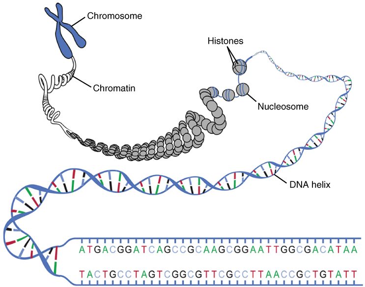 Levels of DNA packing, from a compact X-shaped chromosome down to its chromatin fiber, then to beads of DNA wrapped around histone proteins (nucleosomes), then to the bare double helix, and finally to the helix drawn flat as a ladder.