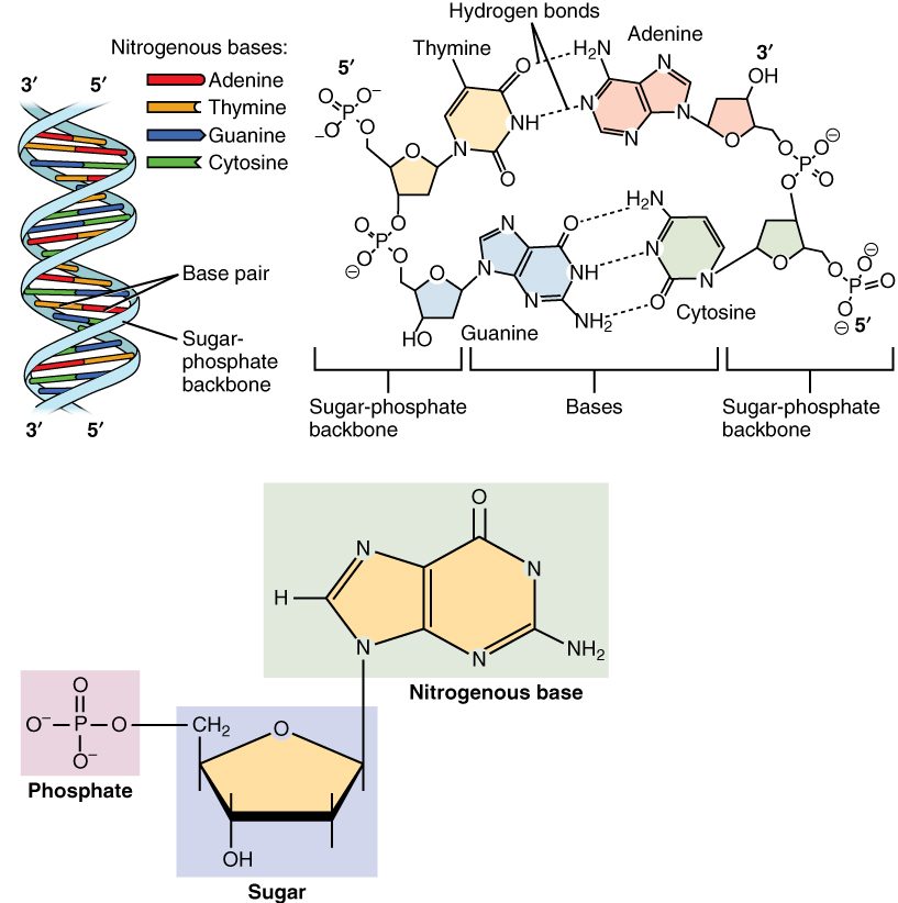 The DNA double helix with its four bases shown in different colors. A close-up shows paired bases held together by hydrogen bonds between two sugar-phosphate backbones, and a lower panel shows one nucleotide: a phosphate, a sugar and a nitrogenous base.
