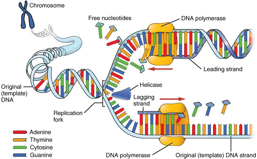 DNA replication. A chromosome unwinds into its double helix. At a Y-shaped fork, helicase separates the two strands, and DNA polymerase enzymes build a new strand along each old one: continuously on one strand and in short pieces on the other.