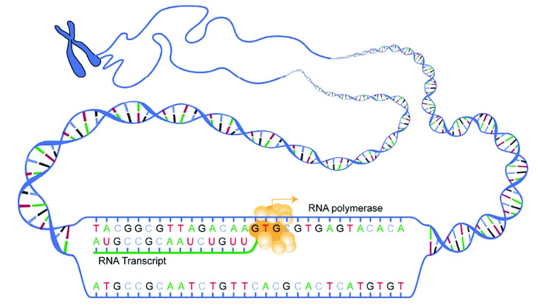 RNA polymerase sitting on a partly unwound stretch of DNA. It moves along the template strand, and a growing RNA strand with bases complementary to the template trails out behind it.