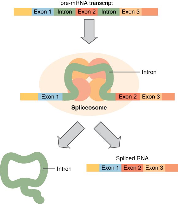 Three steps of splicing. A first RNA copy of a gene contains coding segments (exons) separated by noncoding segments (introns). A spliceosome gathers an intron into a loop, then cuts it out and joins the neighboring exons.