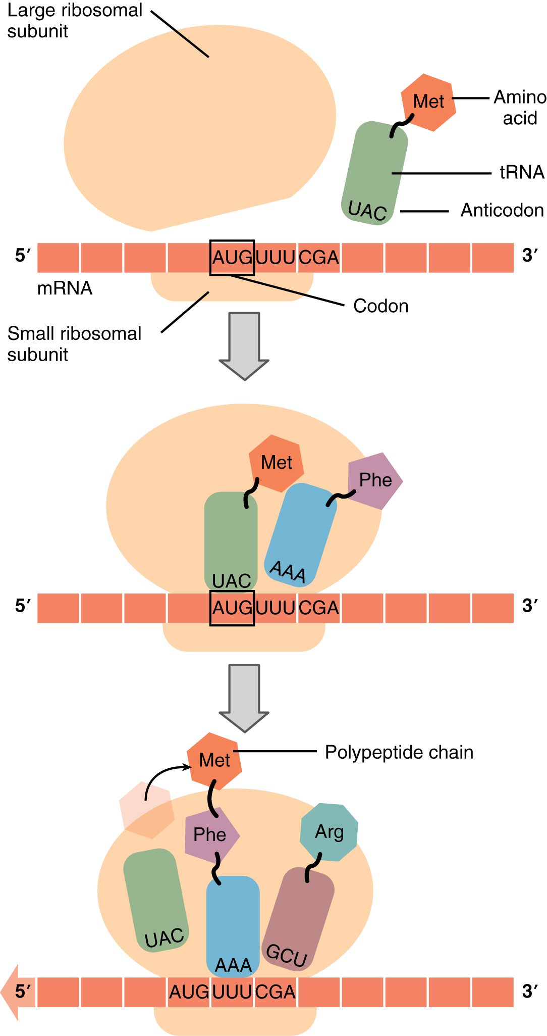 Three panels of translation. The small and large ribosome subunits come together on an mRNA. A tRNA whose anticodon matches the mRNA codon brings its amino acid into the ribosome. In the last panel a growing chain of amino acids leaves the ribosome.