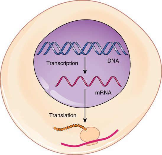 A cell drawn in outline. Inside the nucleus, a gene on the DNA is copied into an mRNA molecule. The mRNA leaves the nucleus, and in the cytoplasm a ribosome and tRNA molecules read it to build a protein.