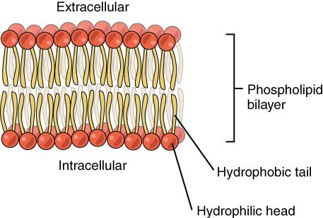 Two sheets of phospholipids lined up tail to tail. The water-loving heads of the outer sheet face the fluid outside the cell, the heads of the inner sheet face the cytoplasm, and the water-avoiding tails meet in the middle of the membrane.