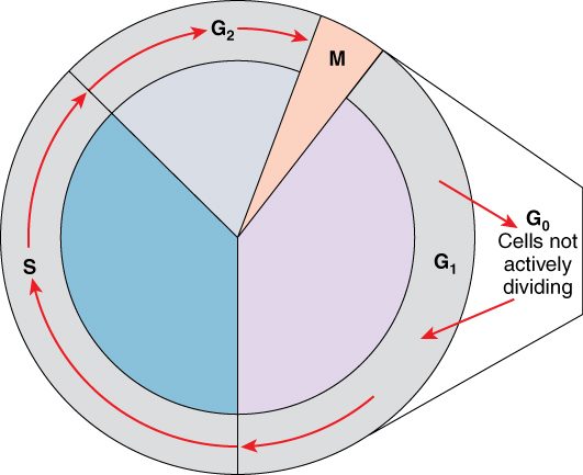 The cell cycle drawn as a circle. Most of the circle is interphase, split into G1, S and G2. A smaller wedge, labeled M, is the mitotic phase. Arrows lead from G1 out to G0, labeled as cells not actively dividing, and back.