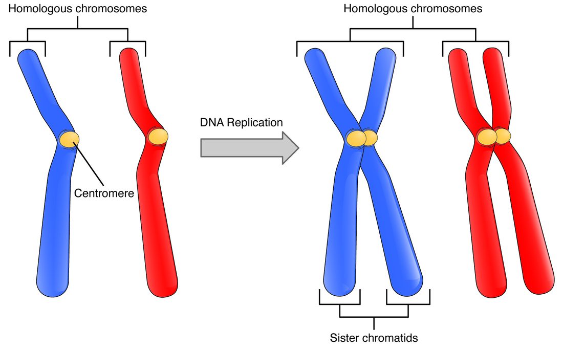 Two matching chromosomes, one drawn blue and one red, each with a round centromere. An arrow labeled DNA replication leads to the same pair after copying: each chromosome is now an X shape made of two identical sister chromatids joined at the centromere.