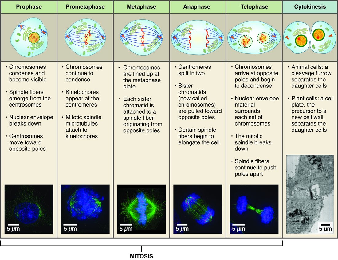 A row of drawings, each with a short list of events underneath and a fluorescence micrograph below, showing a cell passing through the stages of mitosis and then cytokinesis: chromosomes condense, line up across the middle, separate to opposite ends, and two new nuclei form as the cell pinches in two.