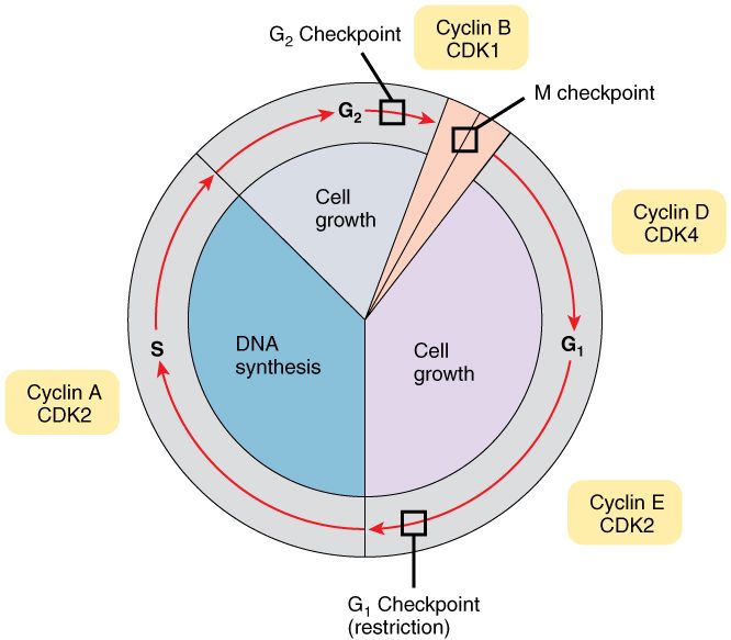 The cell cycle circle with its checkpoints marked: one late in G1, one at the end of G2, and one during mitosis. Around the circle, four cyclin and cyclin-dependent kinase pairs are placed where each acts: two in G1, one in S and one at the step from G2 into mitosis.