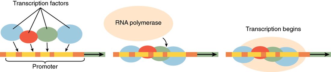 Transcription factor proteins bind to the DNA just ahead of a gene. RNA polymerase then binds alongside them and begins copying the gene.