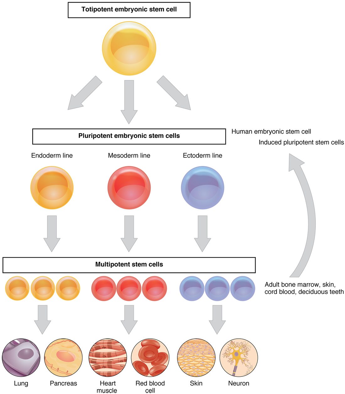 A branching chart of stem cells. At the top a totipotent cell gives rise to pluripotent cells, which give rise to multipotent cells, each of which produces a few related kinds of specialized cell.