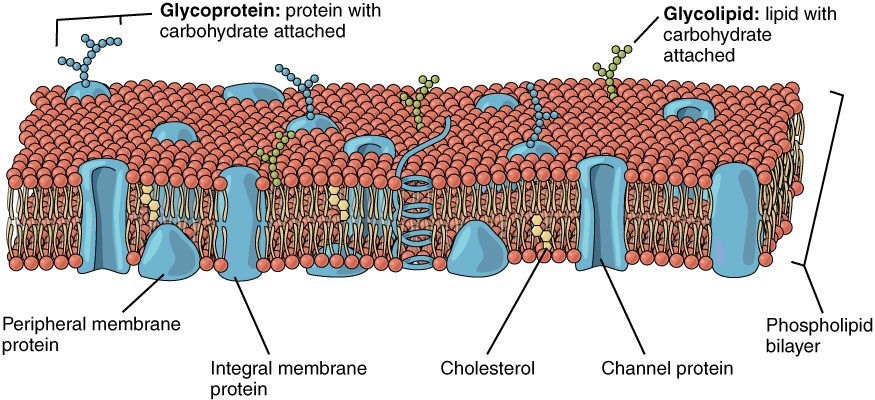 A section of plasma membrane: a phospholipid bilayer with proteins spanning it or sitting on its surfaces, cholesterol tucked between the phospholipids, and sugar chains attached to some proteins and lipids on the outer face.