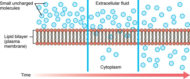 A stretch of plasma membrane seen at three moments in time. At first, small nonpolar molecules are crowded in the fluid outside the cell and scarce in the cytoplasm. As time passes, more of them have passed straight through the bilayer, so the numbers on the two sides become closer.