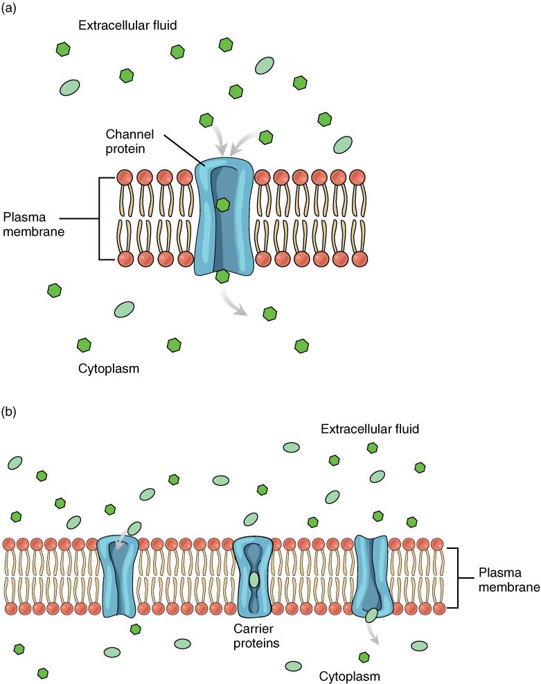 Two ways a solute crosses the plasma membrane with the help of a protein. In one, the solute passes through an open channel protein that spans the bilayer. In the other, the solute binds to a carrier protein, which changes shape and releases it on the other side.