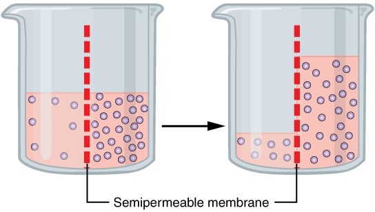 Two beakers, each divided down the middle by a membrane that lets water through but not the dissolved particles. In the first beaker the fluid levels are equal and one side holds more dissolved particles. In the second beaker water has crossed into the side with more particles, so the fluid level on that side is now higher.