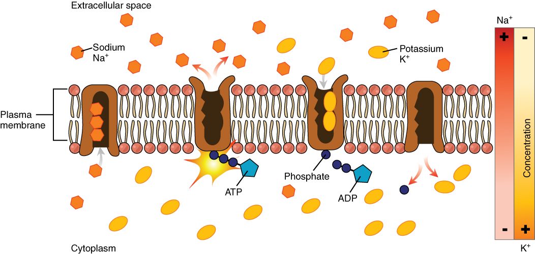Four stages of one sodium-potassium pump's cycle in a plasma membrane, left to right: three sodium ions bind from the cytoplasm; ATP gives up a phosphate to the pump, leaving ADP, and the pump opens to the outside and releases the sodium; two potassium ions bind from outside; the phosphate is released and the potassium enters the cytoplasm. A bar at the side shows sodium high outside and potassium high inside.