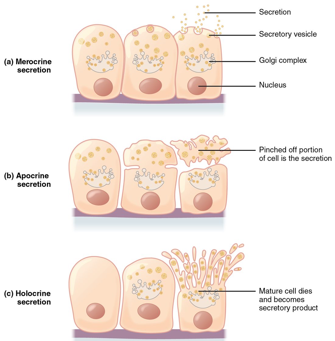 Three drawings of a row of gland cells on a basement membrane, each with a nucleus below and a Golgi apparatus budding secretory vesicles above. Merocrine: vesicles fuse with the top of the cell and release their contents while the cell stays whole. Apocrine: the top of the cell, packed with vesicles, pinches off. Holocrine: the cell fills with product and the whole cell becomes the secretion.