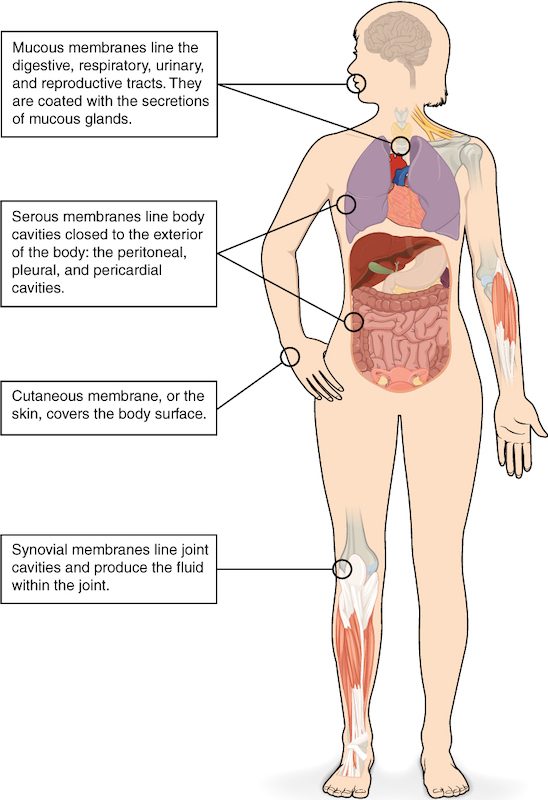Front view of a woman's body with text boxes pointing to four kinds of membrane: the lining of the mouth and airway, the linings around the lungs and the abdominal organs, the skin of the hand, and the inside of the knee joint.