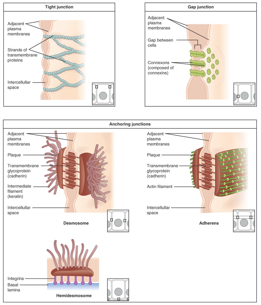 Close-up drawings of the membranes of two neighboring cells joined in different ways: a tight junction, where strands of protein stitch the two membranes together; a gap junction, where paired protein tubes connect the two cells' interiors; and anchoring junctions, including a desmosome with dense plaques on each side linked across the gap by adhesion proteins and anchored inside to rope-like filaments.