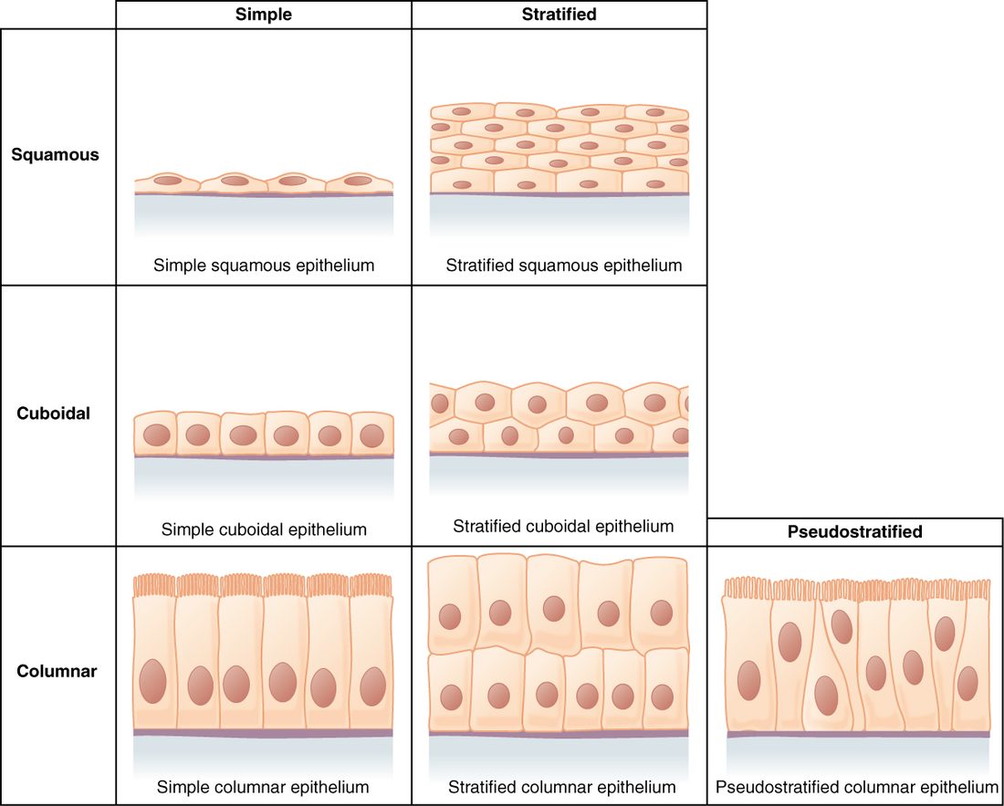 A grid of drawings of epithelial sheets sitting on a basement membrane. Rows are squamous (flat), cuboidal (cube-shaped) and columnar (tall) cells; columns are simple (one layer) and stratified (many layers). A separate panel shows pseudostratified columnar epithelium: one layer of cells of different heights, nuclei at different levels, cilia on top.