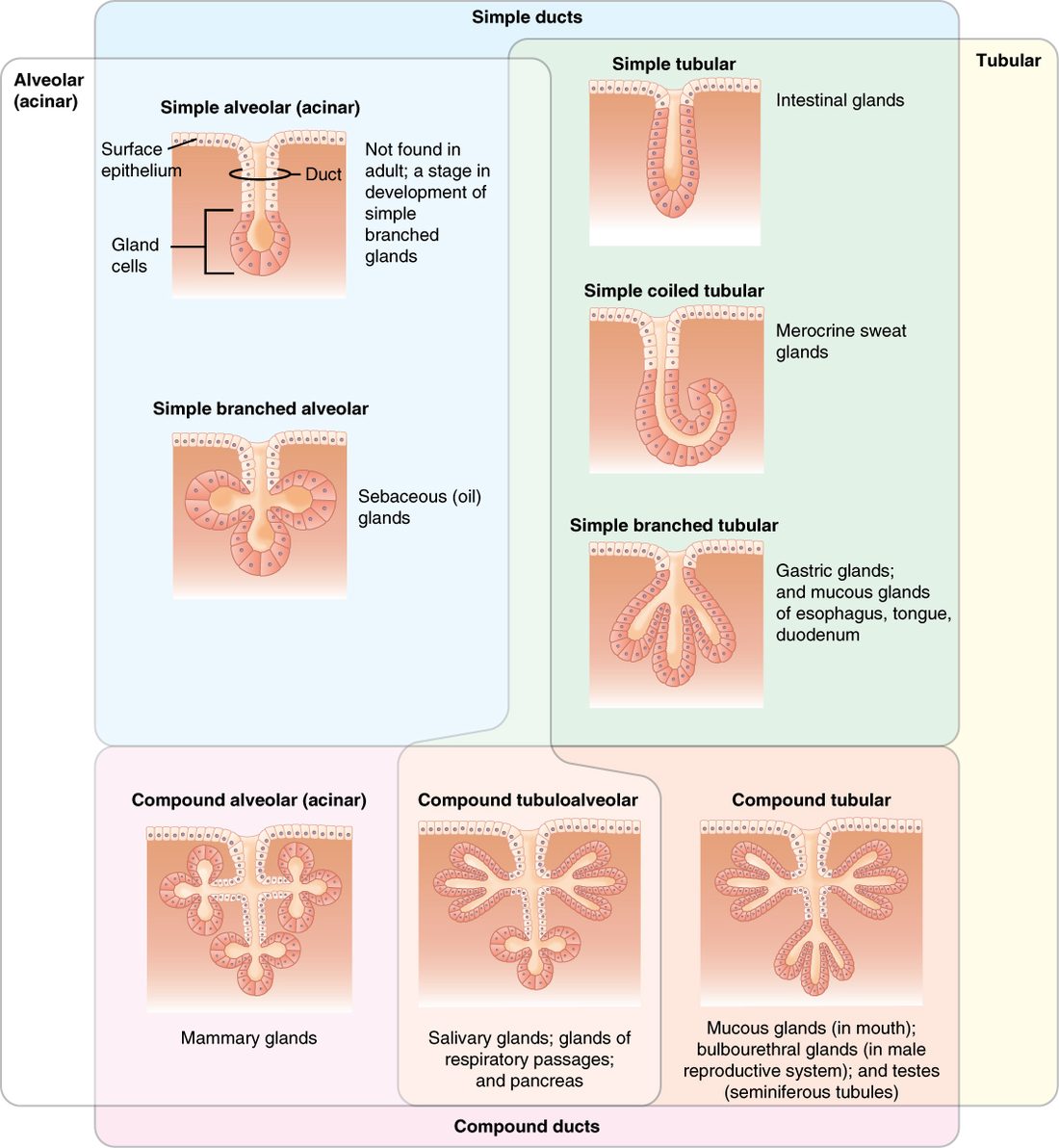 A table of drawings of exocrine glands sunk into a surface epithelium. Each drawing shows surface cells, duct cells lining a pit, and secretory cells at its bottom. The simple glands have one unbranched duct; the compound glands have a branching duct. The secretory parts are tube-shaped (tubular), end in round sacs (alveolar, or acinar), or mix both (tubuloalveolar).