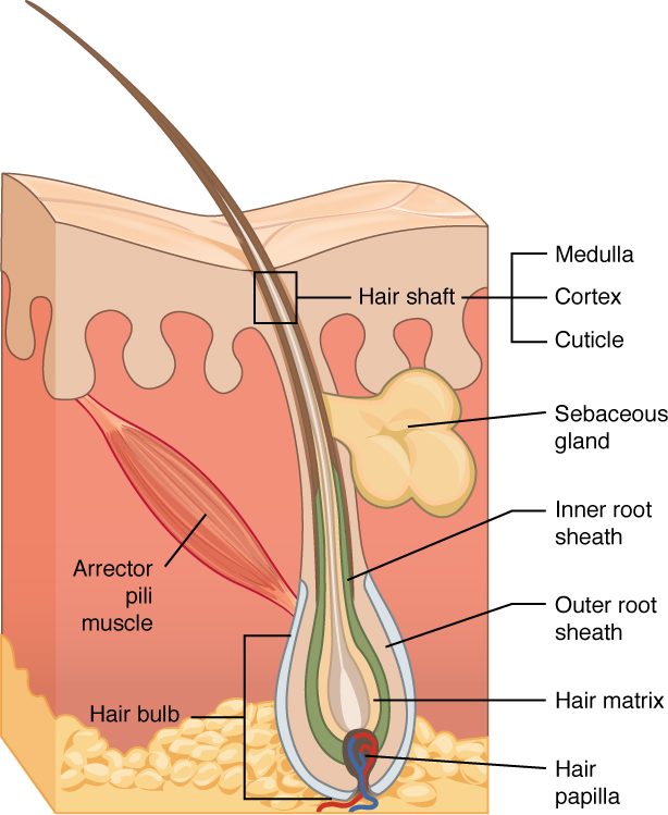 A block of skin cut through one hair. The hair rises from a teardrop-shaped pocket that dips down through the dermis to the fat below. At its base, a swollen bulb wraps around a small knot of blood vessels, and a layer of dividing cells sits just above that knot. Colored sheaths line the pocket around the hair. A lobed gland opens into the pocket partway up, and a slanting strip of muscle runs from the pocket's side up toward the surface. A boxed inset marks the part of the hair above the skin, which has an inner core, a middle layer and an outer coat.