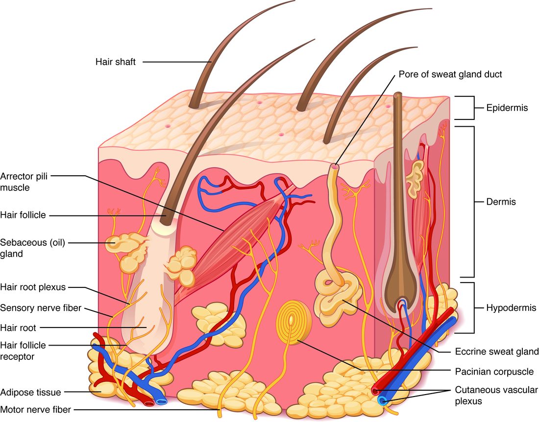 A cut-away block of skin. A thin pale top layer, the epidermis, covers a thick pink middle layer, the dermis, which holds hairs and their roots, small oil glands beside them, a slanting strip of muscle attached to one hair, a coiled sweat gland with a duct rising to a pore, an onion-like nerve ending, nerve fibers, and red and blue blood vessels. The bottom layer, the hypodermis, is made of rounded yellow fat lobules with larger blood vessels running through it.