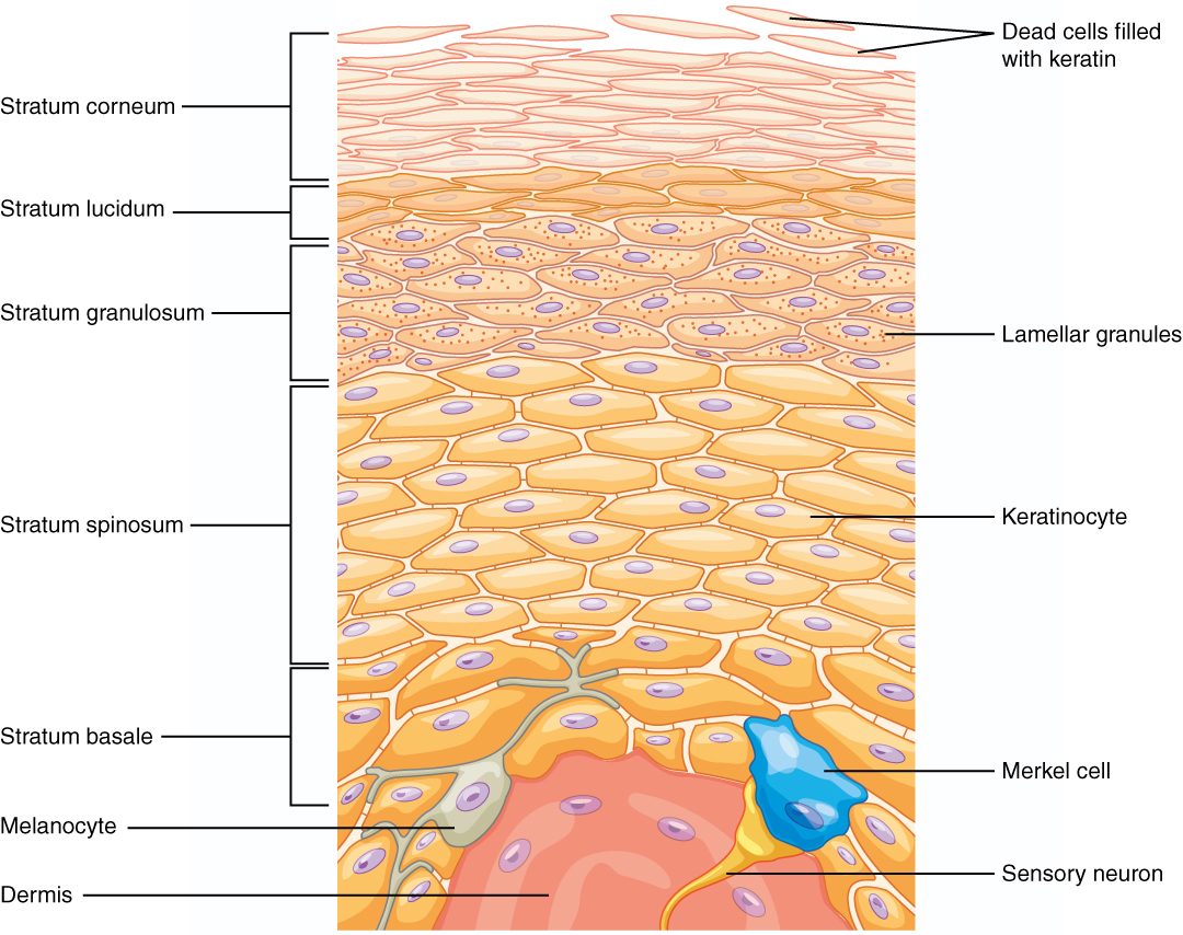 A drawing of the epidermis of thick skin in five bands. At the bottom, a single row of tall cells rests on the pink dermis, which bulges up into it; a branching pigment cell and a blue touch-sensitive cell touching a nerve fiber sit in this row. Above it are many rows of rounded cells with nuclei, then a few rows of flatter cells speckled with small granules, then a thin clear band of flat cells with no nuclei, and on top many layers of flat dead cells, some flaking off the surface.