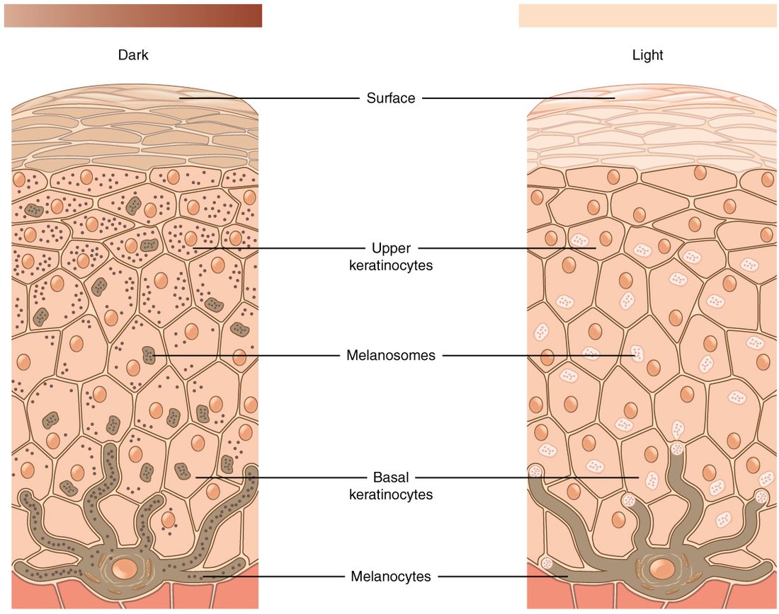 Two columns of epidermis side by side, labeled dark and light. In each, a branching pigment cell sits at the base and passes small packets of pigment up into the surrounding cells. On the dark side the packets are dark brown, numerous and spread through the cells up toward the surface. On the light side the packets are pale and fewer, and the upper cells carry little pigment.