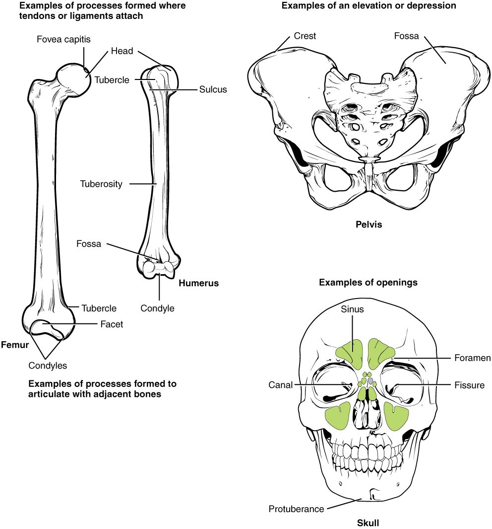 Three groups of drawings of bone surface features. Left: a thigh bone and an upper arm bone seen from the front, with labels on a rounded head and the small pit on it, small bumps, a groove, a long rough raised area on the shaft, a shallow hollow and rounded knobs at the lower ends, and a smooth joint surface. Top right: the hip bones from the front, with a curved ridge along the top edge and a broad hollow below it. Bottom right: a skull from the front, with green air spaces around the nose, a small hole above the eye socket, a channel and a crack in the eye socket, and a bump on the chin.