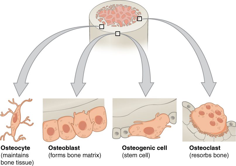 A cylinder of bone at the top, with four arrows leading down to four cell types. From left: a small cell with long branching arms, labeled as maintaining bone tissue; a row of cube-shaped cells on a bone surface, labeled as forming bone matrix; a flat cell lying on the surface, labeled as a stem cell; and a very large rounded cell with several nuclei and a frilled lower edge pressed against the bone, labeled as resorbing bone.