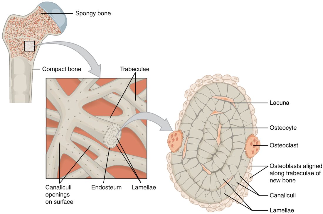 The upper end of a thigh bone, with a box in its lattice-filled interior magnified in two steps. The first enlargement shows pale struts of bone crossing each other, with red marrow in the spaces and tiny dots on their surfaces. The second enlargement shows one strut cut across: rings of matrix with small cavities holding cells whose fine channels run across the rings, two large many-nucleated cells on its surface, and a row of small bone-building cells along one side.