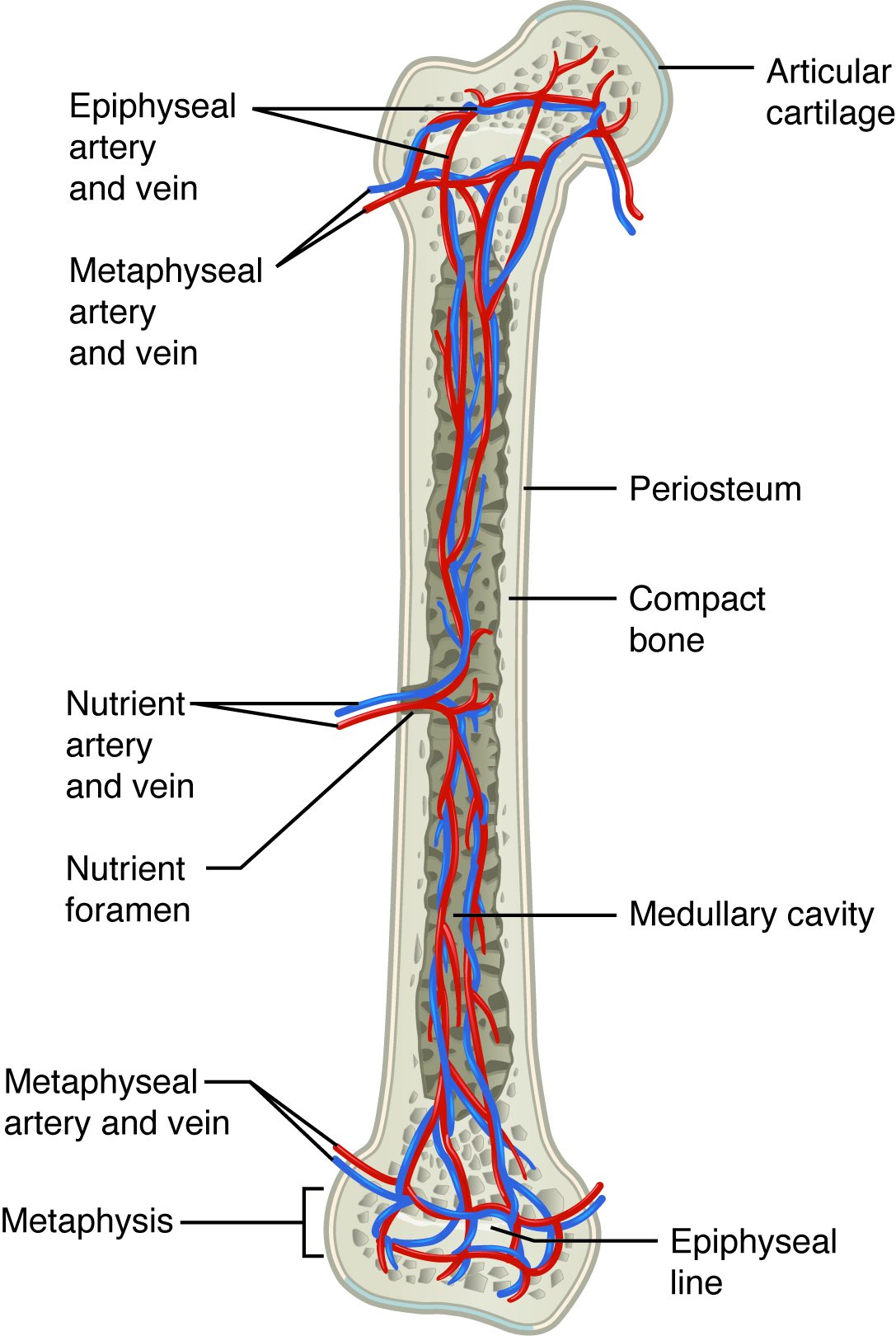 A long bone cut open lengthwise to show its blood supply. A red artery and blue vein pass through a small hole in the middle of the shaft and branch up and down the central cavity. Other arteries and veins enter the flared zones and the ends of the bone directly. Labels mark the outer membrane, the dense bone wall, the central cavity, the cartilage on the joint surface and a thin line near each end.