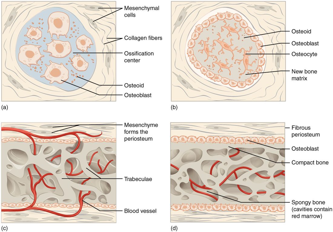 Four panels showing bone forming directly in embryonic tissue. (a) Bone-forming cells cluster in a round center surrounded by loose embryonic cells and fibers, with specks of new matrix. (b) The center fills with new bone matrix holding cells with branching arms, and a ring of bone-forming cells lines its edge. (c) A band of bone struts with red blood vessels running through the spaces, bordered above and below by rows of bone-forming cells and a covering layer. (d) The same band with solid layers of bone formed under each covering, and lattice-like bone in between with red marrow in its spaces.