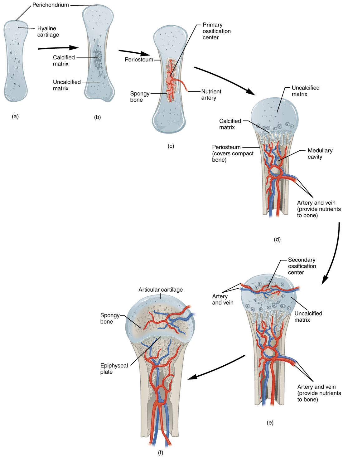Six stages of a long bone forming from cartilage. (a) A small pale blue cartilage model in its covering. (b) The model grows and dark specks of calcified matrix appear in the middle of the shaft. (c) A red artery enters the middle, where red lattice bone has formed, and a covering now wraps the shaft. (d) The upper end of the bone: the shaft has a hollow central cavity with an artery and vein, and a band of calcified cartilage lies below the still-blue end. (e) An artery and vein enter the end itself and a second center of bone forms there. (f) The end is filled with lattice bone; cartilage remains only as a cap on the joint surface and as a thin plate between the end and the shaft.