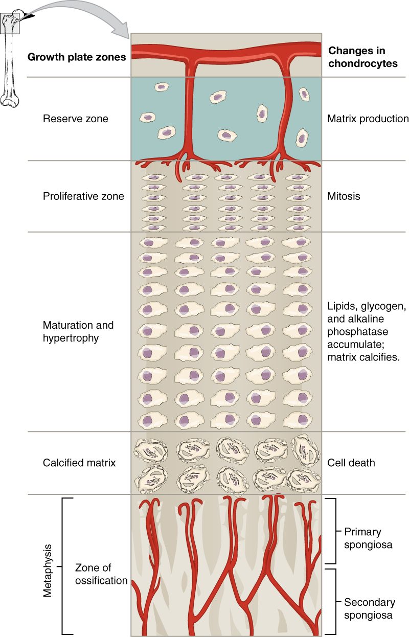 A tall column magnified from the upper end of a thigh bone, showing the layers of the growth cartilage from top to bottom. At top, a few scattered cells in blue cartilage, with blood vessels. Below, flattened cells piled in columns like coins. Below that, rows of much larger, swollen cells. Below that, cells breaking down inside hardened matrix. At the bottom, in the flared zone of the shaft, red blood vessels run up among new struts of bone. Labels on the left name each layer and labels on the right describe what its cells are doing.