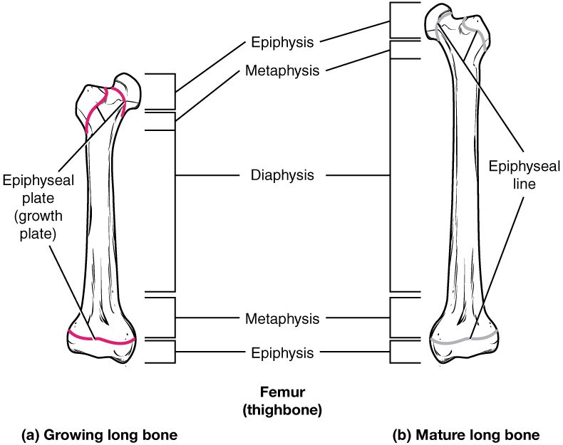 Two thigh bones seen from the front, with brackets marking the ends, the flared zones and the shaft. The bone on the left, still growing, has bright pink plates of growth cartilage near both ends, including two under the upper end. The bone on the right, fully grown, has only faint gray lines where those plates used to be.
