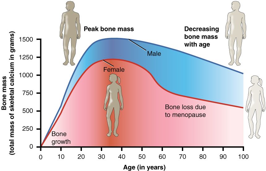 A graph of bone mass, shown as grams of calcium in the skeleton, against age from 0 to 100 years, with one curve for males and one for females. Both rise steeply through childhood and the teens and peak at about 30 to 40 years, the male curve near 1,500 grams and the female curve near 1,200 grams. The male curve then falls slowly to about 1,000 grams at 100. The female curve falls slowly until about 50, then drops steeply until about 60, labeled as bone loss at the end of the reproductive years, and then falls slowly to about 550 grams at 100.
