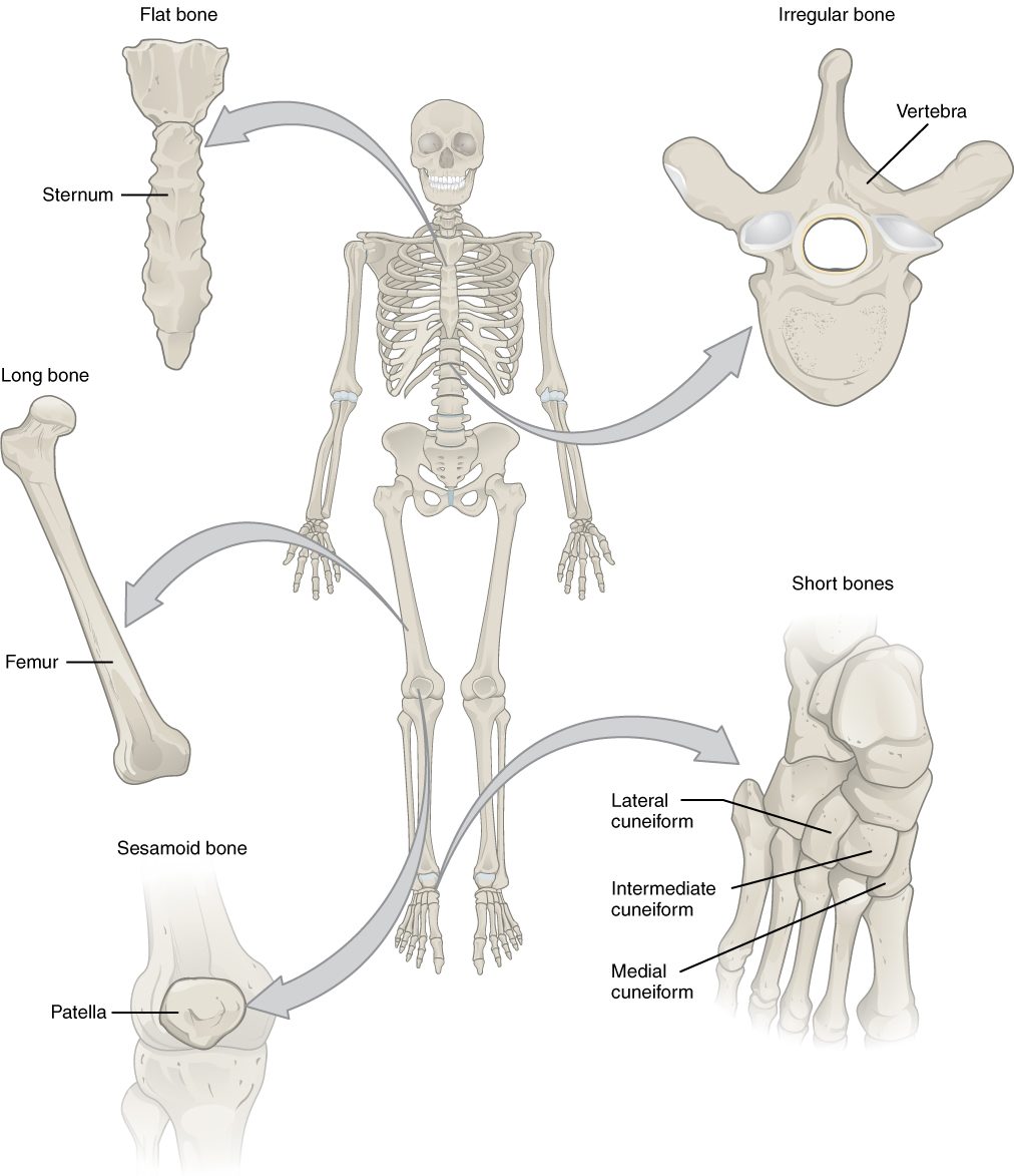 A front view of a whole skeleton in the center, with five bones drawn out around it by arrows, each labeled with its shape class: a flat breastbone at top left, an irregular vertebra seen from above at top right, a long thigh bone at left, a group of small cube-like foot bones at bottom right, and the small round bone at the front of the knee at bottom left.