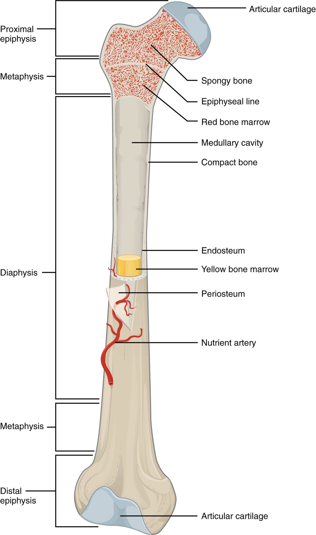 A long thigh bone seen from the front, with its upper half cut open lengthwise. Brackets down the left side mark the upper end, a flared zone, the long shaft, another flared zone and the lower end. Inside the upper end, a red lattice of bone holds red marrow, crossed by a thin pale line. The shaft is a hollow tube of solid bone whose cavity holds a plug of yellow marrow, lined inside by a thin layer and wrapped outside by a thin membrane that is peeled back. A red artery enters the middle of the shaft, and pale blue cartilage caps both ends.
